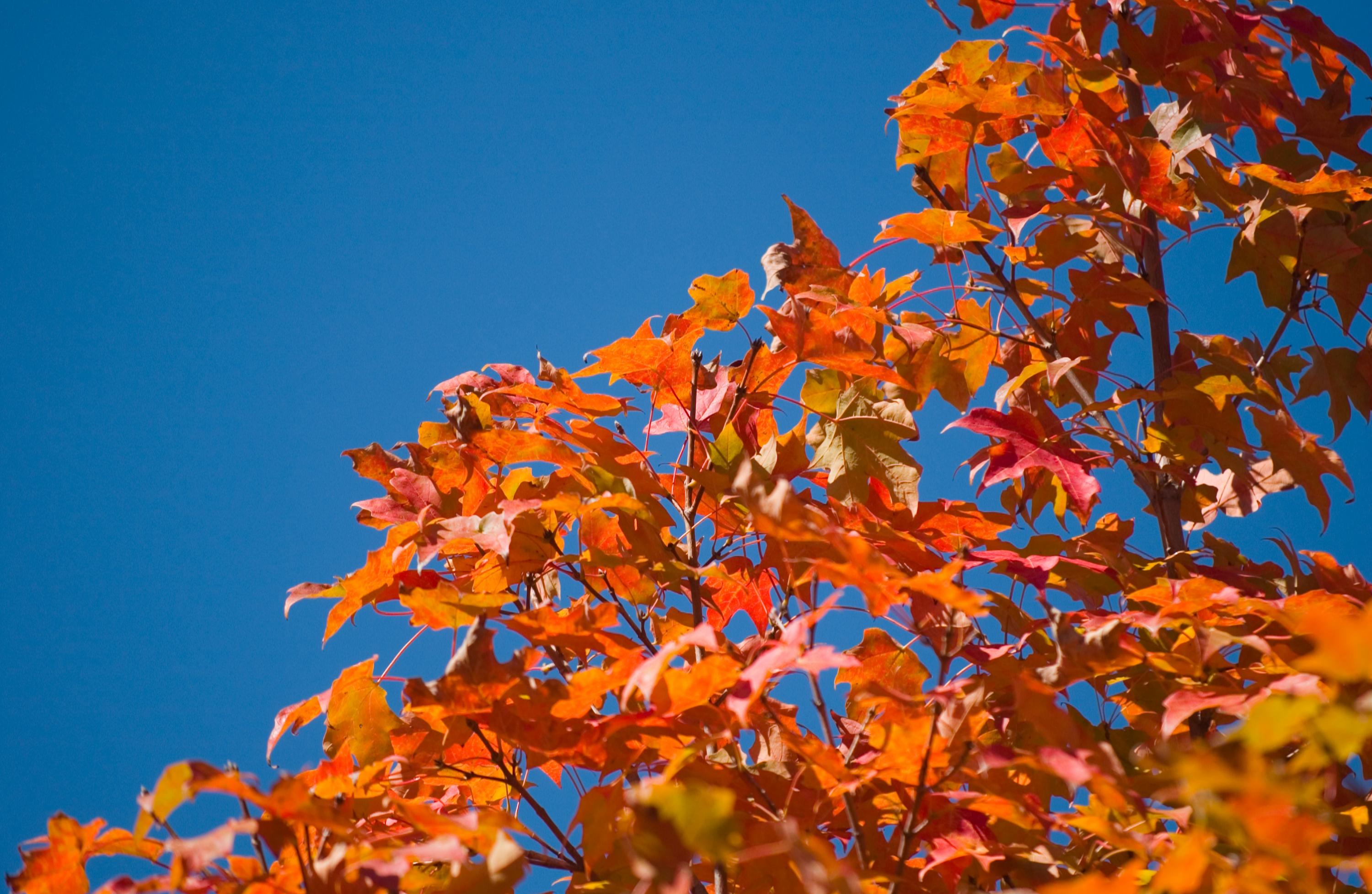 Fall leaves against blue sky.